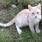 Подробнее об объявлении «Пропал кот Торжок» Фото: пропала кошка  «Пропал кот Торжок» в г. Торжок