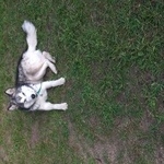 Подробнее об объявлении «Воронеж Найдена собака кобель маламут или хаски» Фото: найдена собака Аляскинский маламут «Воронеж Найдена собака кобель маламут или хаски» в г. Воронеж