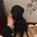 Подробнее об объявлении «Пропала собака молодой щенок, сука Королев» Фото: пропала собака  «Пропала собака молодой щенок, сука Королев» в г. Королев