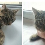 Подробнее об объявлении «Найдена кошка Курган» Фото: найдена кошка  «Найдена кошка Курган» в г. Курган