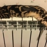 Подробнее об объявлении «Раменское Пропала кошка бенгальская» Фото: пропала кошка Бенгальская «Раменское Пропала кошка бенгальская» в г. Раменское