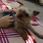 Подробнее об объявлении «Пропала собака кобель Симферополь» Фото: пропала собака Йоркширский терьер «Пропала собака кобель Симферополь» в г. Симферополь