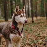 Подробнее об объявлении «Тюмень Пропала собака хаски» Фото: пропала собака Сибирская хаски «Тюмень Пропала собака хаски» в г. Тюмень