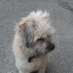 Подробнее об объявлении «Найдена собака Ульяновск» Фото: найдена собака  «Найдена собака Ульяновск» в г. Ульяновск