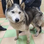 Подробнее об объявлении «Найдена собака кобель хаски кобель Москва» Фото: найдена собака Сибирская хаски «Найдена собака кобель хаски кобель Москва» в г. Москва