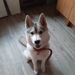 Подробнее об объявлении «Фрязино Пропала собака» Фото: пропала собака Сибирская хаски «Фрязино Пропала собака» в г. Фрязино