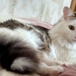 Подробнее об объявлении «Казань Пропал кот тайсон 22 октября» Фото: пропала кошка Сибирская «Казань Пропал кот тайсон 22 октября» в г. Казань