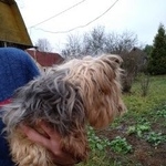 Подробнее об объявлении «Боровск Найдена собака кобель йорк между дер. рыжково и аграфенино» Фото: найдена собака Йоркширский терьер «Боровск Найдена собака кобель йорк между дер....» в г. Боровск