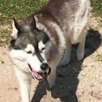 Подробнее об объявлении «Пропала собака потерялась собака хаски Санкт-Петербург» Фото: пропала собака  «Пропала собака потерялась собака хаски...» в г. Санкт-Петербург