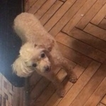 Подробнее об объявлении «Пропала собака Москва» Фото: пропала собака Пудель «Пропала собака Москва» в г. Москва