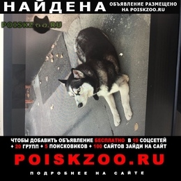 Подробнее об объявлении «Найдена собака кобель хаски, голубые глаза. Ростов-на-Дону» Фото: найдена собака Сибирская хаски «Найдена собака кобель хаски, голубые глаза....» в г. Ростов-на-Дону