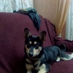 Подробнее об объявлении «Пропала собака Симферополь» Фото: пропала собака  «Пропала собака Симферополь» в г. Симферополь