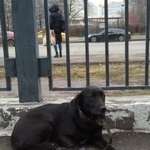 Подробнее об объявлении «Найдена собака, м.севастопольская, ждет хозяина Москва» Фото: найдена собака  «Найдена собака, м.севастопольская, ждет хозяина...» в г. Москва