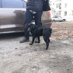 Подробнее об объявлении «Найдена собака Курган» Фото: найдена собака  «Найдена собака Курган» в г. Курган