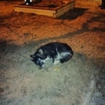 Подробнее об объявлении «Найдена собака кучино Москва» Фото: найдена собака  «Найдена собака кучино Москва» в г. Москва