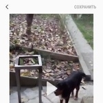 Подробнее об объявлении «Пропала собака кобель черный сеттер Сочи» Фото: пропала собака  «Пропала собака кобель черный сеттер Сочи» в г. Сочи