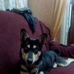 Подробнее об объявлении «Пропала собака Симферополь» Фото: пропала собака  «Пропала собака Симферополь» в г. Симферополь