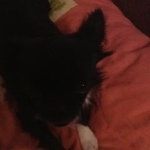 Подробнее об объявлении «Пропала собака кобель чихуа-хуа Санкт-Петербург» Фото: пропала собака Чихуахуа «Пропала собака кобель чихуа-хуа Санкт-Петербург» в г. Санкт-Петербург