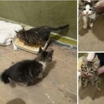 Подробнее об объявлении «Найдена кошка Курган» Фото: найдена кошка  «Найдена кошка Курган» в г. Курган