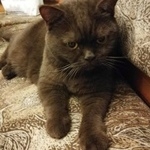 Подробнее об объявлении «Москва Найдена кошка измайлово» Фото: найдена кошка Британская короткошерстная «Москва Найдена кошка измайлово» в г. Москва