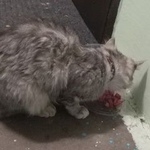 Подробнее об объявлении «Найдена кошка прибилась кошка в подъезде, с ошейником Реутов» Фото: найдена кошка  «Найдена кошка прибилась кошка в подъезде, с...» в г. Реутов