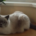 Подробнее об объявлении «Ялта Пропал кот» Фото: пропала кошка Британская короткошерстная «Ялта Пропал кот» в г. Ялта
