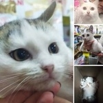 Подробнее об объявлении «Найдена кошка Курган» Фото: найдена кошка  «Найдена кошка Курган» в г. Курган