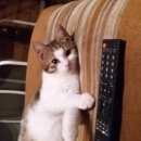 Подробнее об объявлении «Пропал кот Абрамцево» Фото: пропала кошка  «Пропал кот Абрамцево» в г. Абрамцево