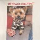 Подробнее об объявлении «Пропала собака кобель Санкт-Петербург» Фото: пропала собака Йоркширский терьер «Пропала собака кобель Санкт-Петербург» в г. Санкт-Петербург