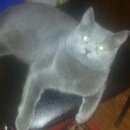 Подробнее об объявлении «Пропала кошка Пушкин» Фото: пропала кошка Русская голубая «Пропала кошка Пушкин» в г. Пушкин