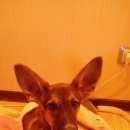 Подробнее об объявлении «Найдена собака Ульяновск» Фото: найдена собака  «Найдена собака Ульяновск» в г. Ульяновск