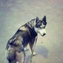 Подробнее об объявлении «Златоуст Пропала собака кобель» Фото: пропала собака Сибирская хаски «Златоуст Пропала собака кобель» в г. Златоуст