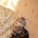 Подробнее об объявлении «Пропал кот Верхняя Пышма» Фото: пропала кошка  «Пропал кот Верхняя Пышма» в г. Верхняя Пышма