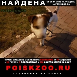 Подробнее об объявлении «Краснодар Найдена собака кобель джек-рассел» Фото: найдена собака Джек рассел терьер «Краснодар Найдена собака кобель джек-рассел» в г. Краснодар