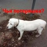 Подробнее об объявлении «Найдена собака Ростов-на-Дону» Фото: найдена собака Лабрадор ретривер «Найдена собака Ростов-на-Дону» в г. Ростов-на-Дону