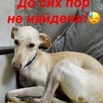 Подробнее об объявлении «Ростов-на-Дону Пропала собака» Фото: пропала собака Левретка «Ростов-на-Дону Пропала собака» в г. Ростов-на-Дону