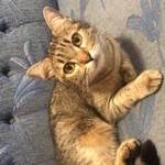 Подробнее об объявлении «Москва Найдена кошка м. домодедовская» Фото: найдена кошка  «Москва Найдена кошка м. домодедовская» в г. Москва