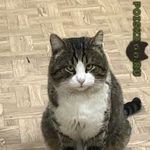 Подробнее об объявлении «Москва Найден кот» Фото: найдена кошка  «Москва Найден кот» в г. Москва