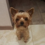 Подробнее об объявлении «Пропала собака кобель вознаграждение гарантировано Королев» Фото: пропала собака Йоркширский терьер «Пропала собака кобель вознаграждение...» в г. Королев