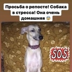 Подробнее об объявлении «Ростов-на-Дону Пропала собака кобель» Фото: пропала собака  «Ростов-на-Дону Пропала собака кобель» в г. Ростов-на-Дону