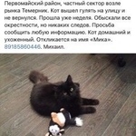 Подробнее об объявлении «Пропал кот Ростов-на-Дону» Фото: пропала кошка  «Пропал кот Ростов-на-Дону» в г. Ростов-на-Дону