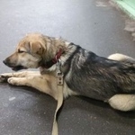 Подробнее об объявлении «Найдена собака в красном ошейнике Москва» Фото: найдена собака  «Найдена собака в красном ошейнике Москва» в г. Москва