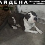Подробнее об объявлении «Найдена собака молодая девочка Красноярск» Фото: найдена собака  «Найдена собака молодая девочка Красноярск» в г. Красноярск