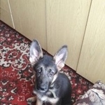 Подробнее об объявлении «Курган Пропала собака» Фото: пропала собака  «Курган Пропала собака» в г. Курган