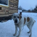 Подробнее об объявлении «Обь Пропала собака» Фото: пропала собака Среднеазиатская овчарка «Обь Пропала собака» в г. Обь