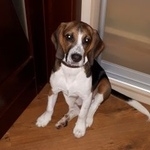 Подробнее об объявлении «Обнинск Найдена собака кобель» Фото: найдена собака Бигль «Обнинск Найдена собака кобель» в г. Обнинск