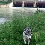 Подробнее об объявлении «Краснодар Пропала собака кобель хаски» Фото: пропала собака  «Краснодар Пропала собака кобель хаски» в г. Краснодар