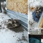 Подробнее об объявлении «Найдена кошка Курган» Фото: найдена кошка  «Найдена кошка Курган» в г. Курган