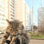 Подробнее об объявлении «Найдена кошка в р- не корпусов 602-604. Зеленоград» Фото: найдена кошка  «Найдена кошка в р- не корпусов 602-604. Зеленоград» в г. Зеленоград