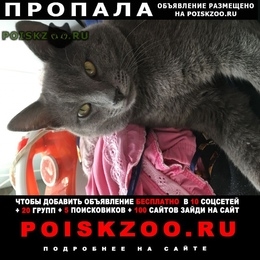 Подробнее об объявлении «Пропал кот Ростов-на-Дону» Фото: пропала кошка  «Пропал кот Ростов-на-Дону» в г. Ростов-на-Дону